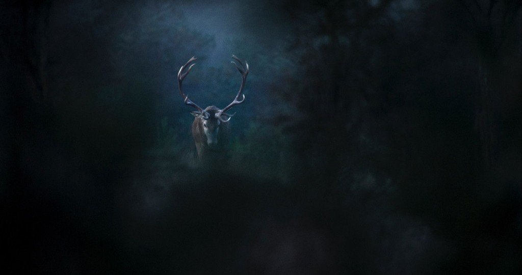 actualité Le chant des forêts