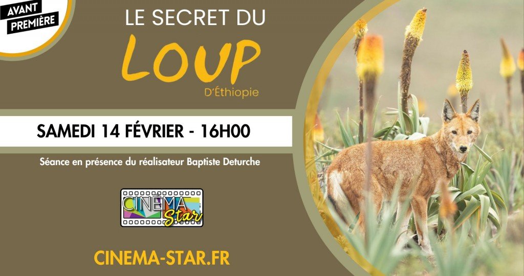actualité AVP - LE SECRET DU LOUP